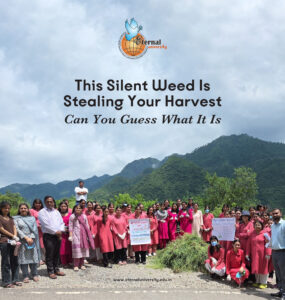 The Green Invader – How Eternal University Is Fighting the Spread of Parthenium Weed
