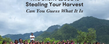 The Green Invader – How Eternal University Is Fighting the Spread of Parthenium Weed