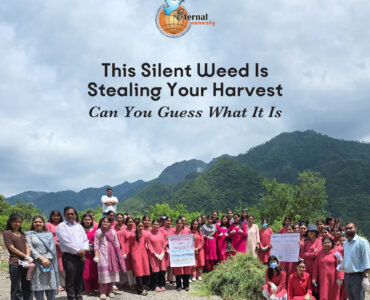 The Green Invader – How Eternal University Is Fighting the Spread of Parthenium Weed