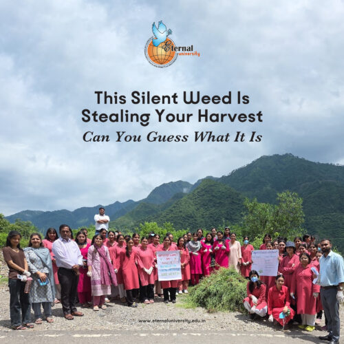 The Green Invader – How Eternal University Is Fighting the Spread of Parthenium Weed